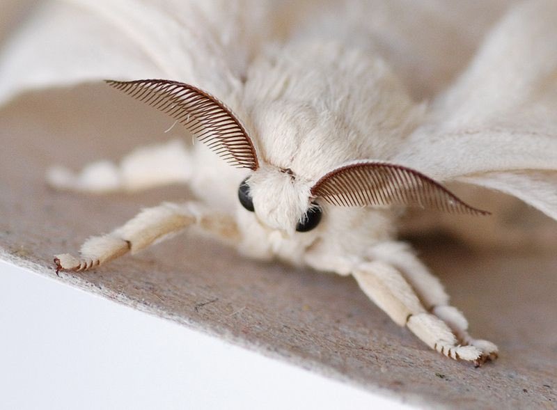 moth