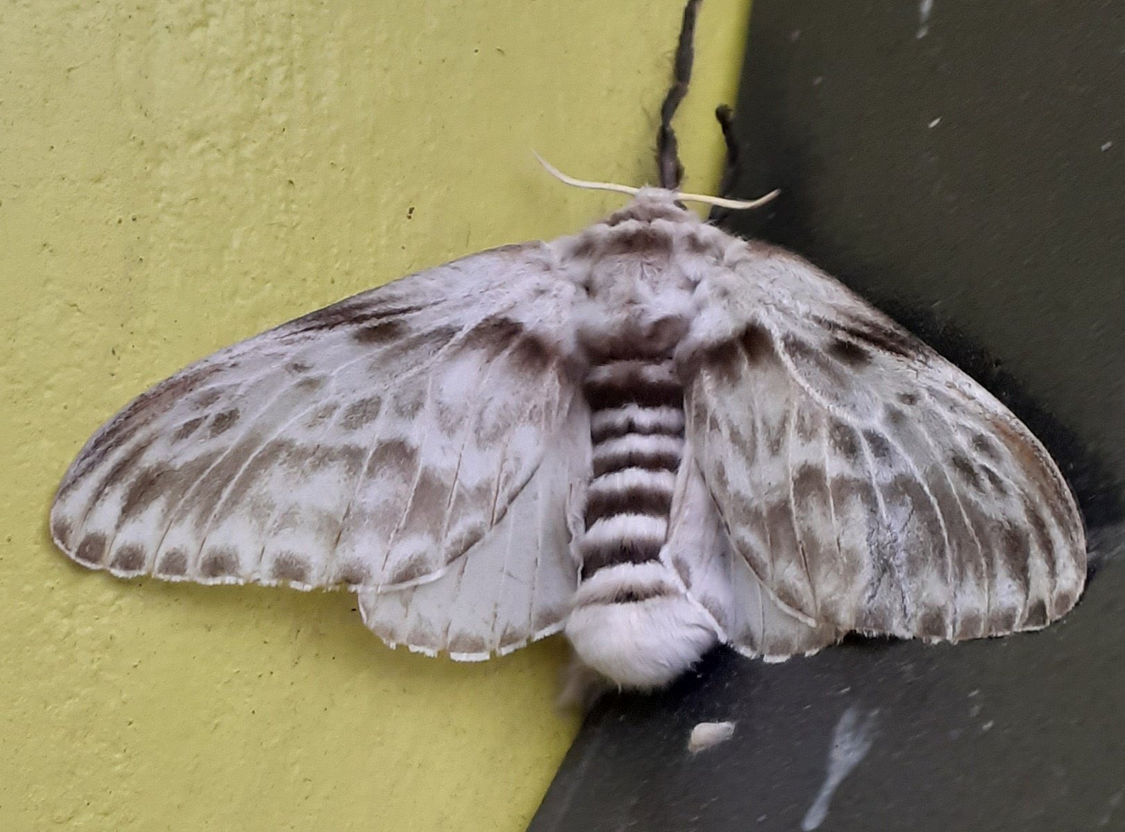 Moth