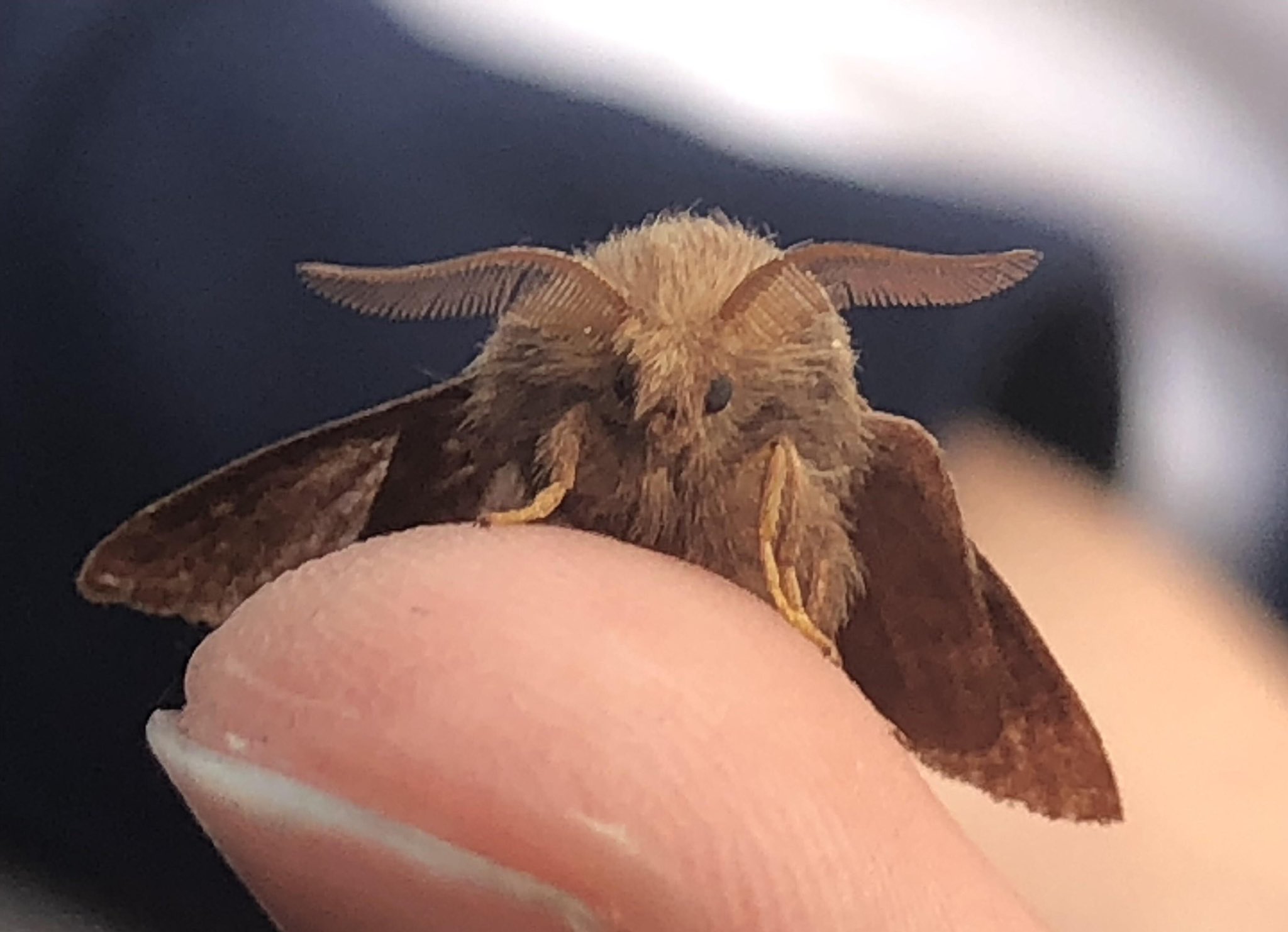 moth