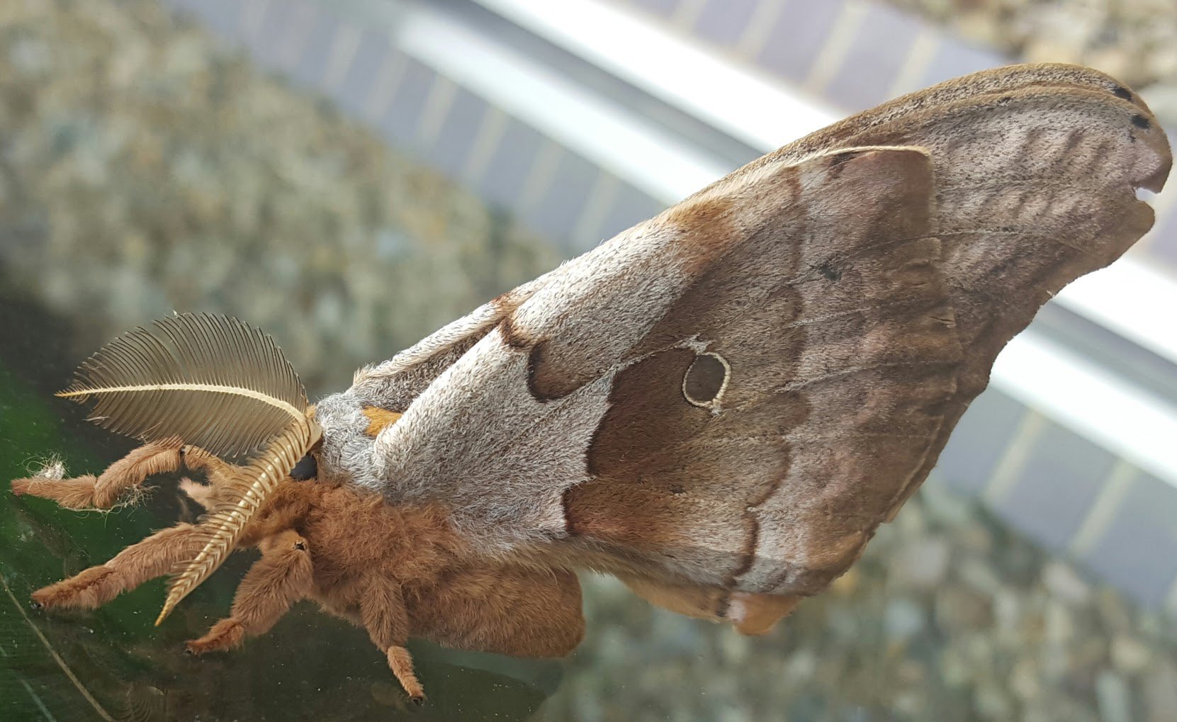 moth