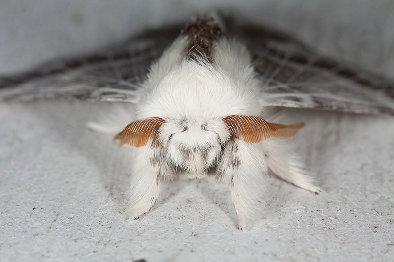 moth