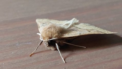 moth